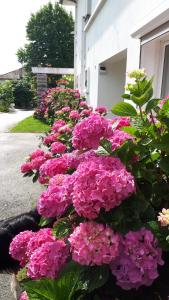 B&B / Chambres d'hotes Chambre d'hotes Les Hortensias : photos des chambres