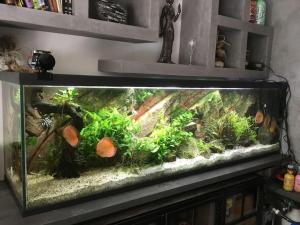 Villa standing piscine privée en écrin de verdure