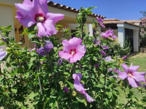 Sa Teria Village - Camere Deluxe - img79
