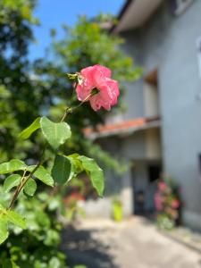 Appartements La Branche du Cerisier : photos des chambres