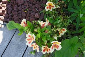 Belle Villa moderne avec piscine et jardin