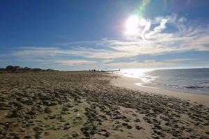 Maisons de vacances Hossegor - Petite maison mitoyenne 35m2&jardin : photos des chambres