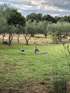 Appartements Gite tout confort au calme entre mer et garrigue : photos des chambres