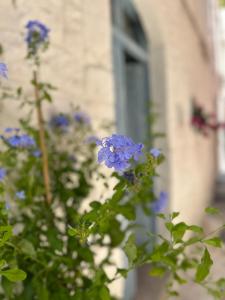 Bianco Calce - Ostuni