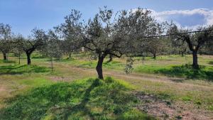 Agriturismo Corte degli Ulivi img58