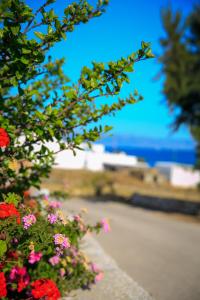 Nicos Studios & Apartments Paros Greece