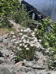 Hemtrevlig villa i Billingsfors