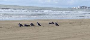 Beko - Apartment with sea view in Durres