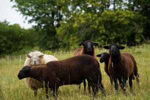 Maisons de vacances Belle et grande yourte dans une ferme en permaculture : photos des chambres