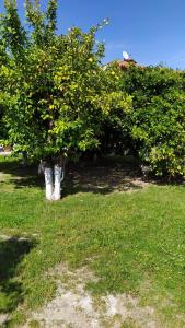 Peters traditional house