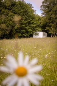 Chalets Mini-Glamping en Auvergne : photos des chambres