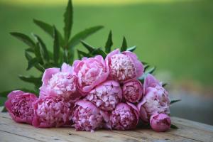 Appartements Fleurs de Brenne Gite : photos des chambres