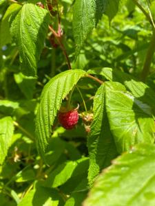 B&B / Chambres d'hotes L'Hotie de Broceliande : photos des chambres