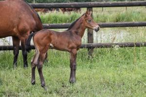 Logement au coeur dun haras avec accès à létang