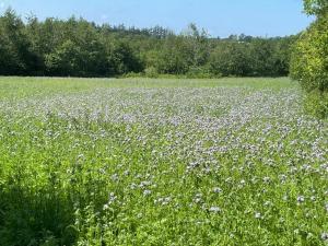 Korsholt-natur 135 G