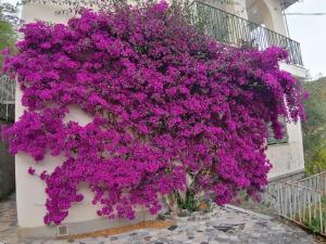 Appartamento Bouganville