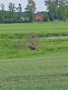 Świerkowe Siedlisko