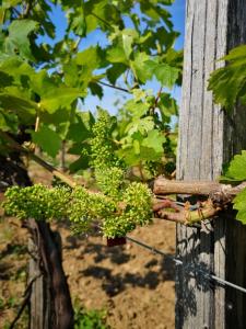 Maisons de vacances L Escale des Vignes GITE proche Saint Emilion Chateau Beynat : photos des chambres