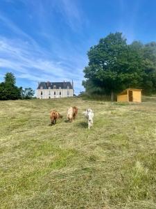 B&B / Chambres d'hotes Chateau de Vaux : photos des chambres