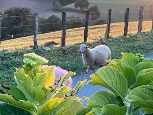 Appartements BaskoParadis I Eco-Gites I Calme I Vue I Anes I Jardin I Montagne I Nature : photos des chambres