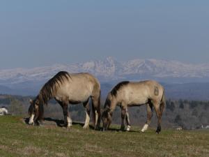 Sejours chez l'habitant Chambres et Gite equestre Le Sellier : photos des chambres