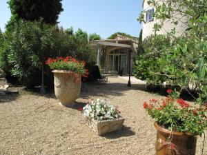 Mirabelle en Provence