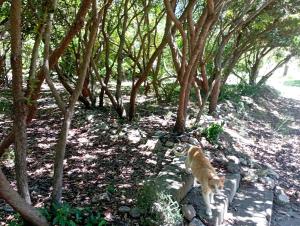 Sa Stella E Monti img27