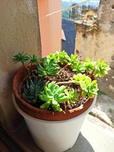 Eco Ostello Grisolia