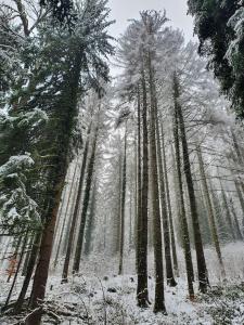 Chalets La Mazzonette - 4* chalet in de natuur met hottub : photos des chambres