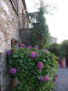 Maisons de vacances U Granu di Bellezza : photos des chambres