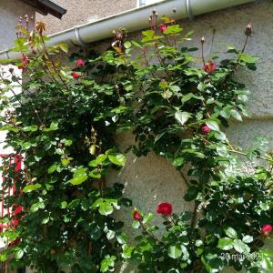 Maisons de vacances Maison aux portes du centre historique de Dijon. : photos des chambres