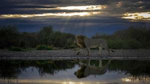 Working with Wildlife on Khamab Kalahari Reserve