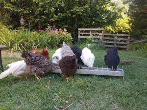 Sejours chez l'habitant Le Marais des Littes : photos des chambres