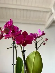 A due passi da - Corato