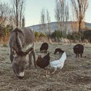 Maisons de vacances Gite, pierre apparente, a la ferme avec baby-foot et jacuzzi prive : photos des chambres