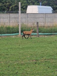 Domek letniskowy na Łowisku Muławki