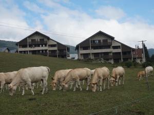 Charmant appartement à Méaudre - 5 pers, parking inclus - FR-1-737-39