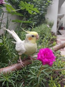 PAARIJAAT Homestay & Guesthouse
