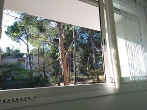 Cigalou sous les pins