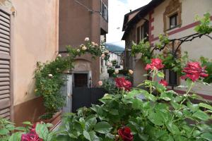 La Rosa al Roseto del Drago