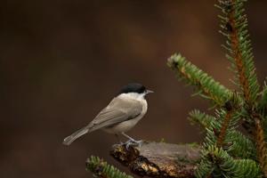 Nunspeet Vakantiehuisje