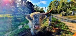 Wallabies, parrots, farm animals - Beaumaris Tasmania