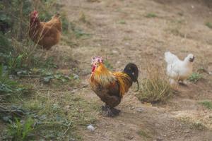 Chalets Chalet dans une ferme en permaculture : photos des chambres