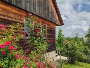 Kolpa holiday house 