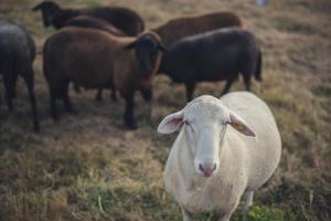 Chalets Chalet dans une ferme en permaculture : photos des chambres