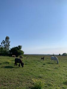 Maisons de vacances Guest house avec vue sur 2 hectares : photos des chambres