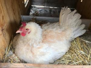 Sejours a la campagne Le verger d'Aglae&Michel : photos des chambres