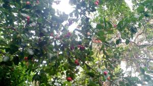 Paddy Field Villa Midigama