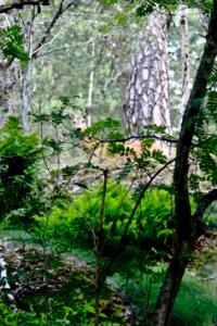 Bed&Breakfast in nature 12 min from city free bikes