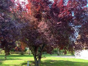 Chambre à la campagne
